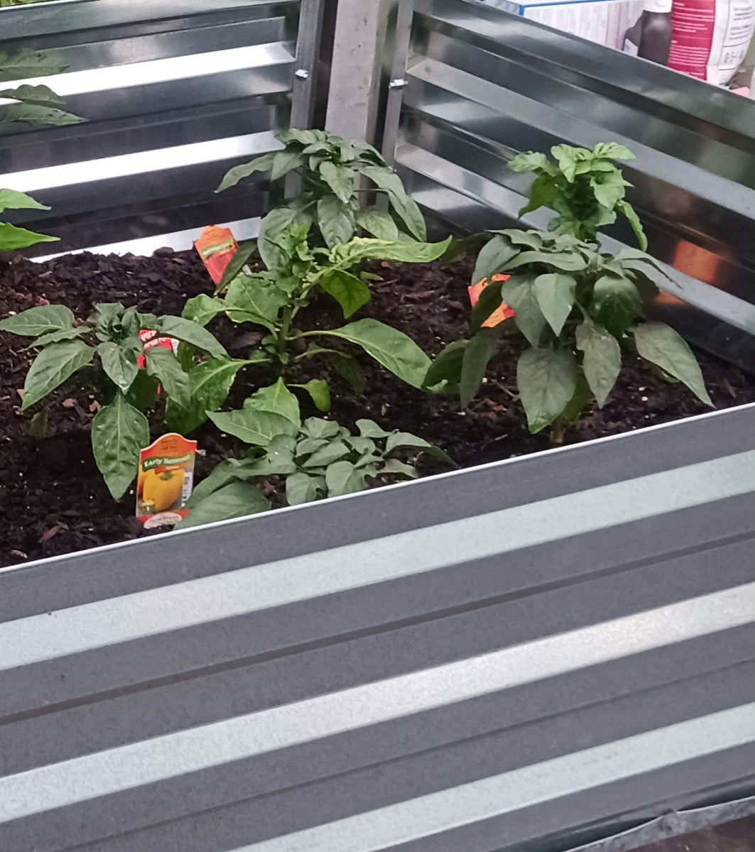 REV Revives Heat Damaged Plants! Amazing Testimonial! OrganicRev