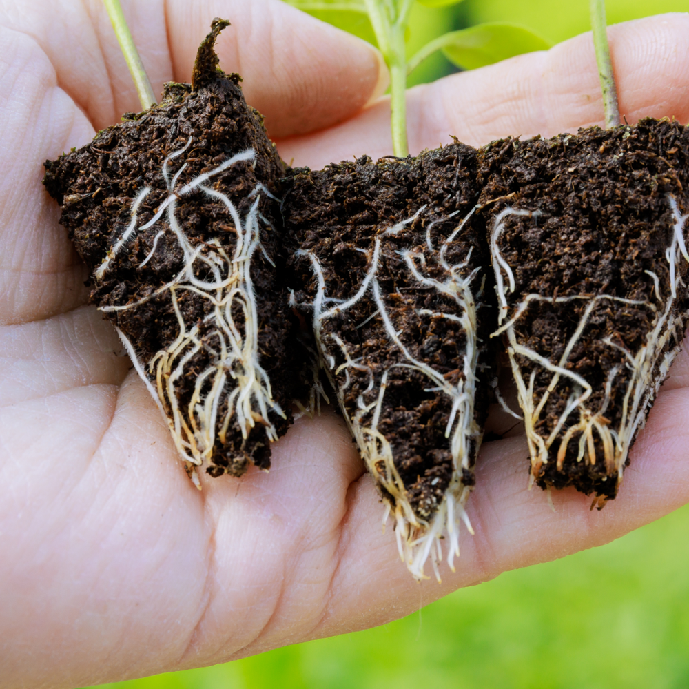 Organic Square Roots Organic Plant and Soil Health – OrganicRev